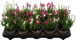 Irish Heath (Daboecia cantabrica) – 10cm Pot