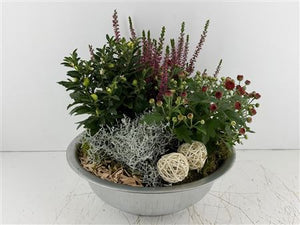 Mixed Plant Arrangement in Extra-Large Zinc Bowl
