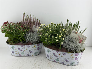 Mixed Colour Oval Butterfly Arrangement