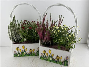 Mixed Colour Hanging Basket Arrangement