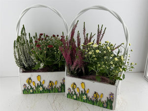 Mixed Colour Hanging Basket Arrangement
