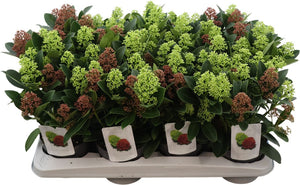 Skimmia japonica 'Double Diamond' – 13cm Pot