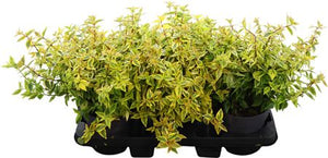 Abelia × grandiflora ‘Kaleidoscope’ – 17cm Pot