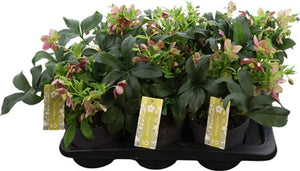 Pink Helleborus ‘Victoria’ – 17cm Pot