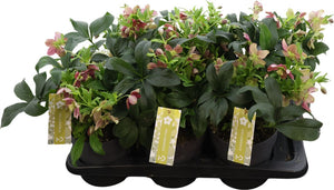 Pink Helleborus ‘Victoria’ – 17cm Pot