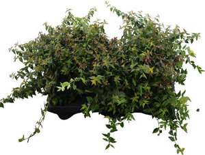 Abelia 'Edward Goucher' – 17cm Pot