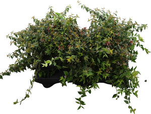 Abelia 'Edward Goucher' – 17cm Pot