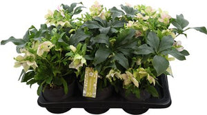 Purple Helleborus ‘Celestina’ – 17cm Pot