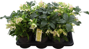 Purple Helleborus ‘Celestina’ – 17cm Pot