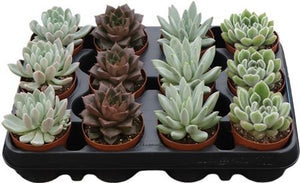 Mixed Echeveria Succulent – 8.5cm Pot