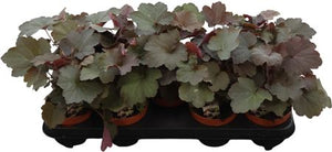 Heuchera 'Palace Purple' – 12cm Pot