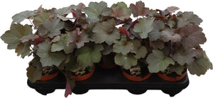Heuchera 'Palace Purple' – 12cm Pot