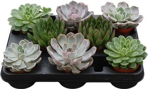 Mixed Echeveria Succulent – 8.5cm Pot