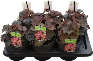 Heuchera ‘Palace Purple’ – 17cm Pot