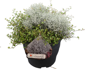 Muehlenbeckia Wire Vine – 26cm Pot, 35cm High