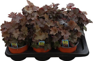 Heuchera ‘Palace Purple’ – 17cm Pot