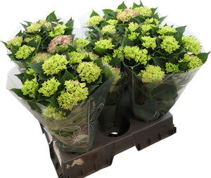 Blue Hydrangea macrophylla – 14cm Pot