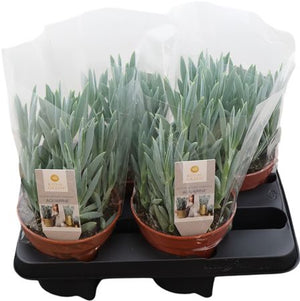 Curio ficoides ‘Mount Everest’ Succulent – 15cm Pot
