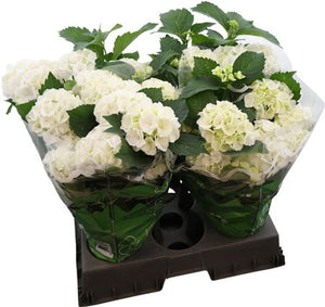 White Hydrangea macrophylla – 14cm Pot, 42cm High