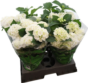 White Hydrangea macrophylla – 14cm Pot, 42cm High