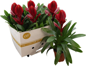 Red Vriesea Bromeliad – 12cm Pot, 45cm High