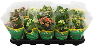Mixed Double Kalanchoe – 10.5cm Pot