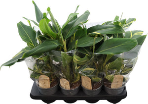 Alpinia Variegata Ginger Plant – 14cm Pot