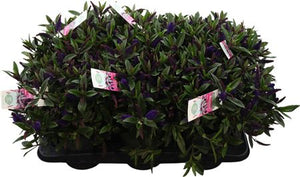Blue Hebe ‘Hebed Ida’ – 15cm Pot