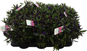 Blue Hebe ‘Hebed Ida’ – 15cm Pot