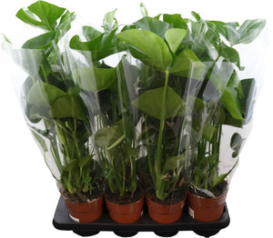 Swiss Cheese Plant (Monstera deliciosa) – 14cm Pot