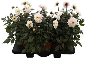 White Garden Dahlia – 19cm Pot, Approx. 44cm High