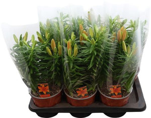Asiatic Lily ‘Tiny Invader’ – 17cm Pot