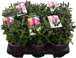 Hebe 'Kiwi Gem' – 13cm Pot, 25cm High