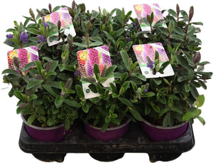 Hebe 'Kiwi Gem' – 13cm Pot, 25cm High