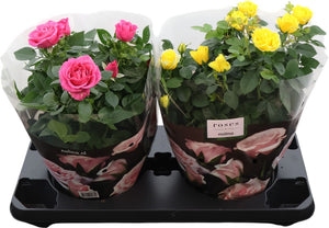 Mixed Patio Rose (Rosa) – 23cm Pot