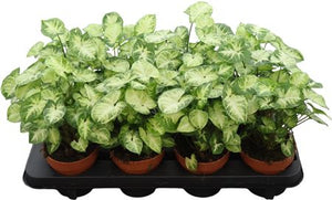 Syngonium Pixie Arrowhead Plant – 12cm Pot
