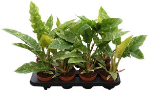 Philodendron Ring of Fire – 12cm Pot, 45cm High