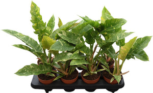 Philodendron Ring of Fire – 12cm Pot, 45cm High