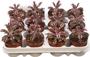 Kalanchoe ‘Pink Butterfly’ – 8.5cm Pot