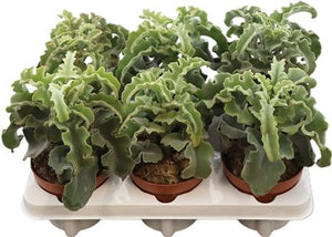 Kalanchoe ‘Maltese Cross’ – 12cm Pot