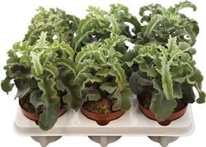 Kalanchoe ‘Maltese Cross’ – 12cm Pot