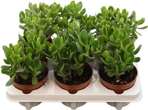Jade Plant (Crassula ovata) – 12cm Pot