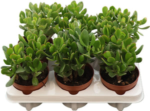 Jade Plant (Crassula ovata) – 12cm Pot