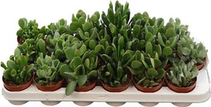 Mixed Crassula Succulent – 8.5cm Pot