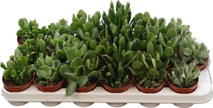 Mixed Crassula Succulent – 8.5cm Pot