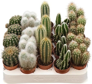 Mixed Cactus Collection – 5.5cm Pot