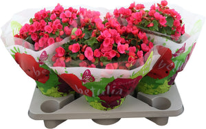 Pink Elatior Begonia (Begonia) – 19cm Pot