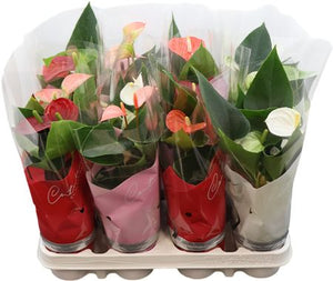 Mixed Anthurium Houseplant – 9cm Pot