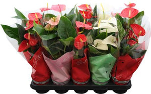 Mixed Anthurium Houseplant – 12cm Pot, 48cm High