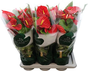 Red Anthurium (Anthurium andraeanum) – 17cm Pot
